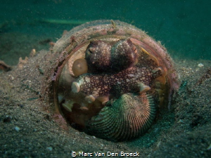 glass house in Lembeh with resident : coconut octopus by Marc Van Den Broeck 